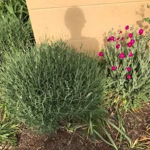 Meet your Posher, Kala